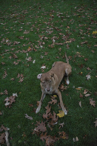 20251031_Cats and then dog park__DSC0323_.jpg