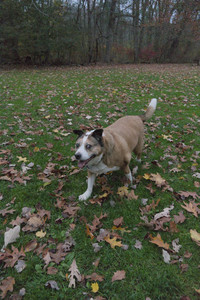 20251031_Cats and then dog park__DSC0325_.jpg