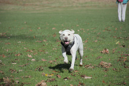 20251101_Dog park and milkweed__DSC0008_.jpg