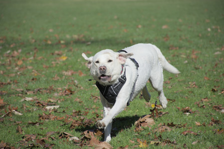 20251101_Dog park and milkweed__DSC0009_.jpg