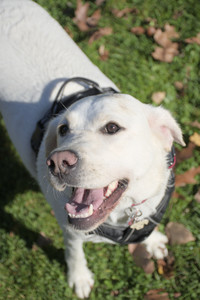 20251101_Dog park and milkweed__DSC0010_.jpg