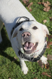 20251101_Dog park and milkweed__DSC0011_.jpg