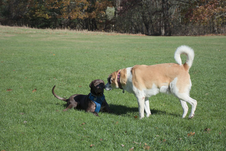 20251101_Dog park and milkweed__DSC0014_.jpg
