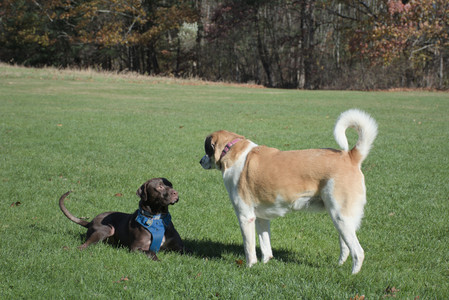 20251101_Dog park and milkweed__DSC0016_.jpg