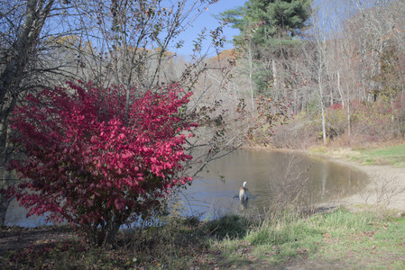 20251101_Dog park and milkweed__DSC0017_.jpg