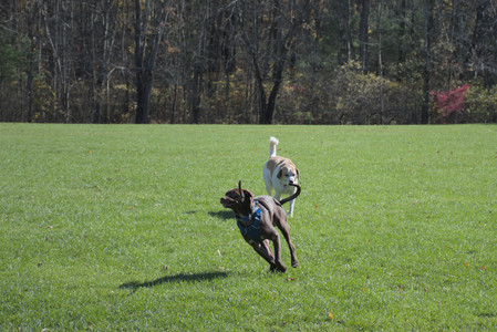 20251101_Dog park and milkweed__DSC0018_.jpg