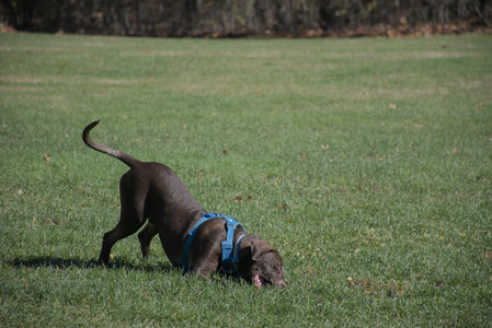 20251101_Dog park and milkweed__DSC0019_.jpg
