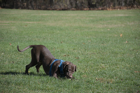 20251101_Dog park and milkweed__DSC0020_.jpg