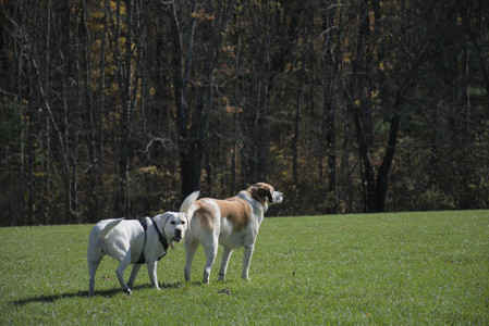 20251101_Dog park and milkweed__DSC0021_.jpg