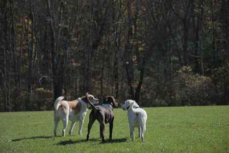 20251101_Dog park and milkweed__DSC0025_.jpg