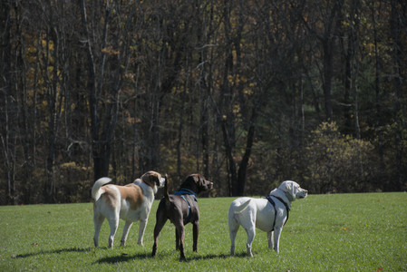 20251101_Dog park and milkweed__DSC0026_.jpg