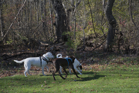20251101_Dog park and milkweed__DSC0031_.jpg