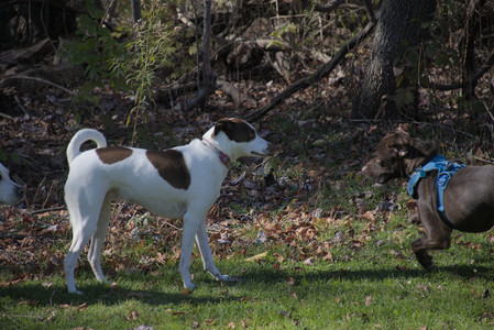20251101_Dog park and milkweed__DSC0032_.jpg
