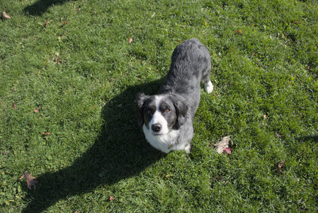 20251101_Dog park and milkweed__DSC0033_.jpg