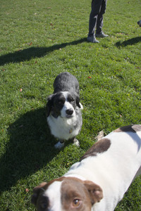 20251101_Dog park and milkweed__DSC0034_.jpg