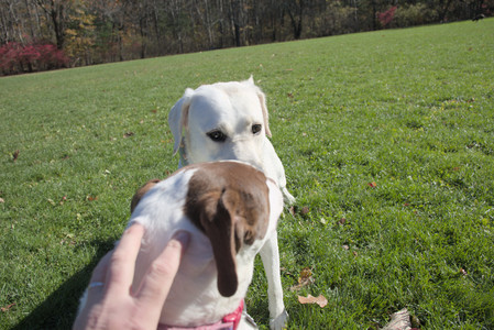 20251101_Dog park and milkweed__DSC0036_.jpg