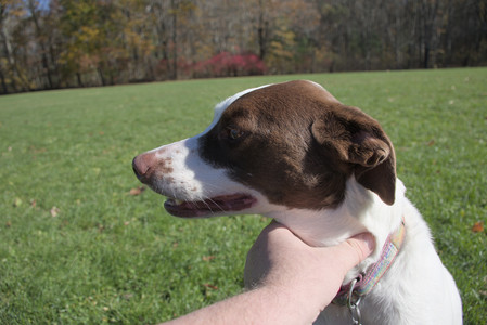 20251101_Dog park and milkweed__DSC0038_.jpg