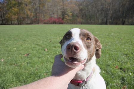 20251101_Dog park and milkweed__DSC0039_.jpg