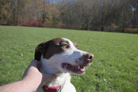 20251101_Dog park and milkweed__DSC0040_.jpg