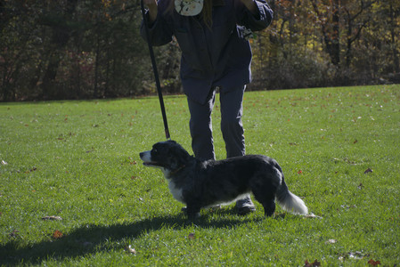 20251101_Dog park and milkweed__DSC0043_.jpg