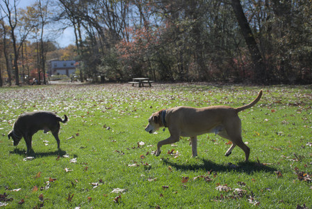 20251101_Dog park and milkweed__DSC0045_.jpg