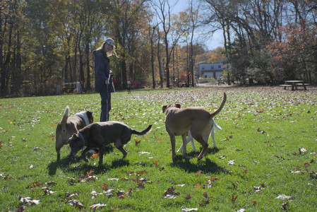 20251101_Dog park and milkweed__DSC0047_.jpg
