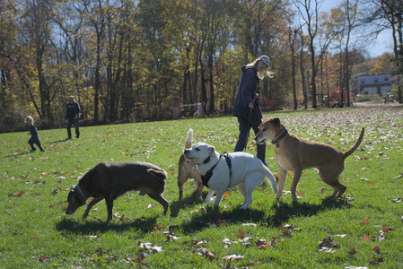 20251101_Dog park and milkweed__DSC0048_.jpg