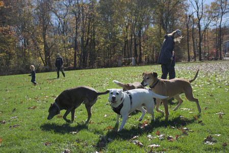 20251101_Dog park and milkweed__DSC0049_.jpg