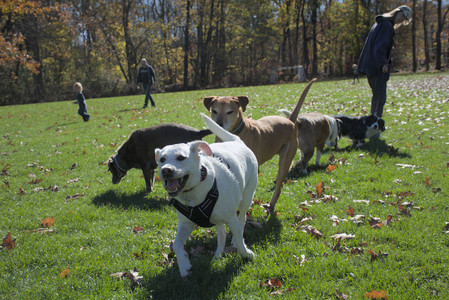 20251101_Dog park and milkweed__DSC0050_.jpg