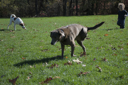 20251101_Dog park and milkweed__DSC0053_.jpg