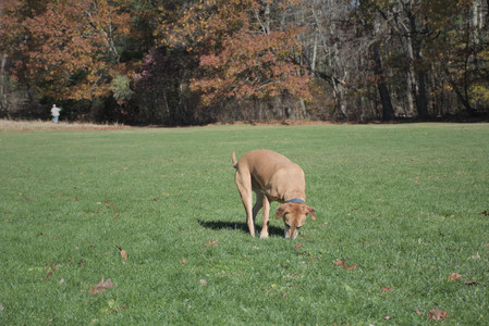 20251101_Dog park and milkweed__DSC0058_.jpg