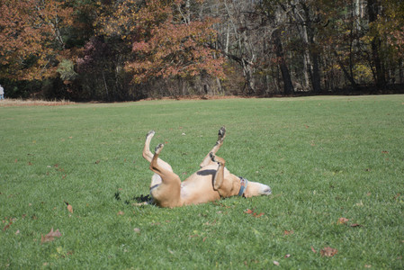 20251101_Dog park and milkweed__DSC0059_.jpg