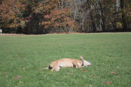 20251101_Dog park and milkweed__DSC0060_.jpg