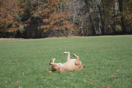20251101_Dog park and milkweed__DSC0061_.jpg