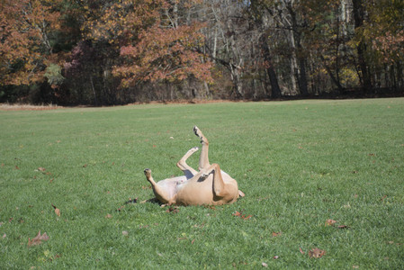 20251101_Dog park and milkweed__DSC0062_.jpg