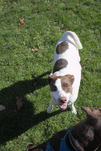 20251101_Dog park and milkweed__DSC0063_.jpg