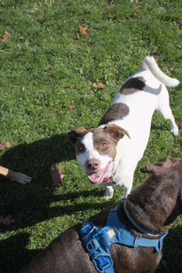 20251101_Dog park and milkweed__DSC0064_.jpg