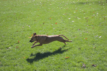 20251101_Dog park and milkweed__DSC0066_.jpg