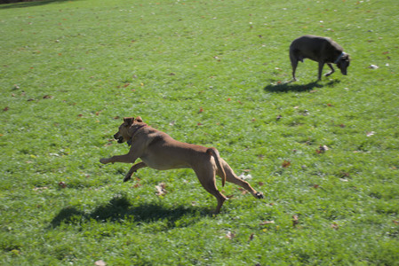 20251101_Dog park and milkweed__DSC0067_.jpg