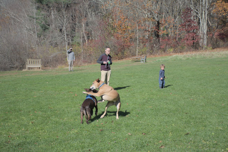 20251101_Dog park and milkweed__DSC0069_.jpg