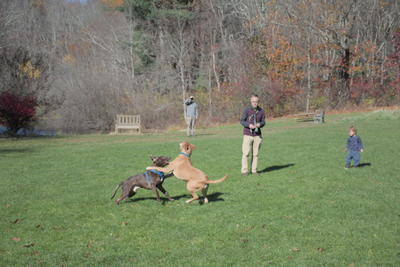20251101_Dog park and milkweed__DSC0072_.jpg
