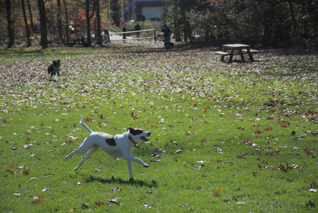 20251101_Dog park and milkweed__DSC0078_.jpg