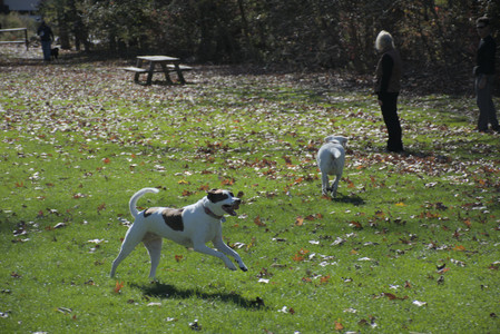 20251101_Dog park and milkweed__DSC0079_.jpg
