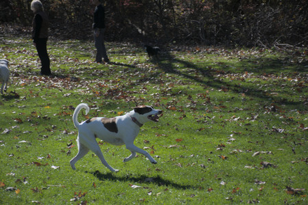 20251101_Dog park and milkweed__DSC0080_.jpg