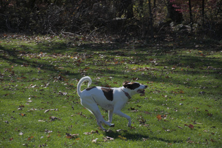 20251101_Dog park and milkweed__DSC0081_.jpg