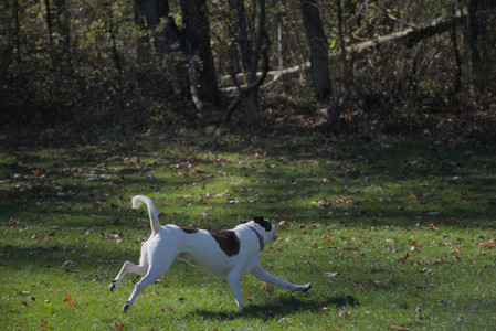 20251101_Dog park and milkweed__DSC0082_.jpg