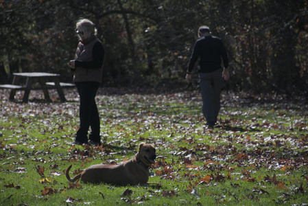 20251101_Dog park and milkweed__DSC0085_.jpg