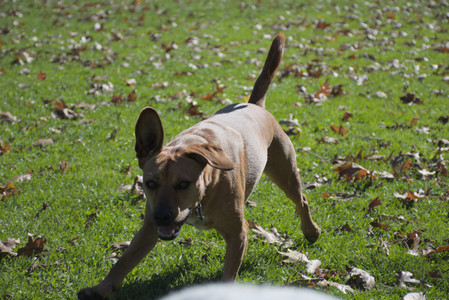 20251101_Dog park and milkweed__DSC0087_.jpg