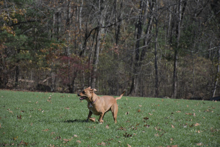 20251101_Dog park and milkweed__DSC0089_.jpg