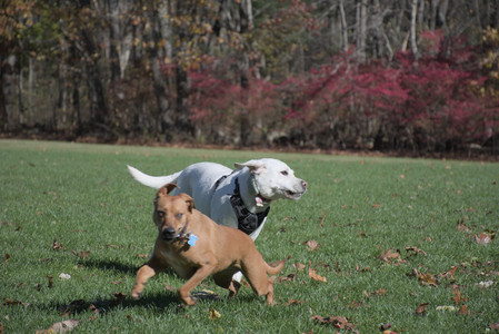 20251101_Dog park and milkweed__DSC0091_.jpg